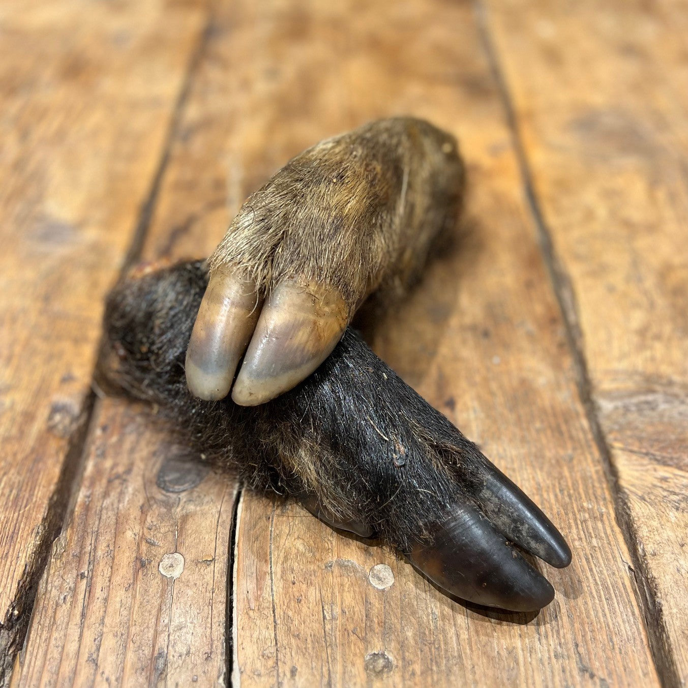 Wild Boar Legs - with Fur